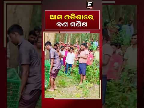 ଆମ ଓଡିଶାରେ ବଣ ମଣିଷ ll FOCUS PLUS ||