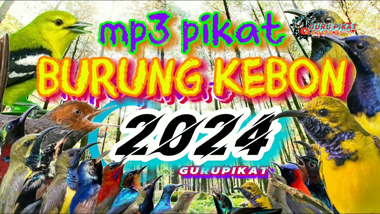 mp3 pikat burung terbaru,sogon sirpu, prenjak ,kutilang,Kolibri auto ngumpul