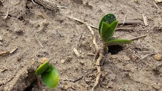 #ultraearlyplanting Beans are Up!!!