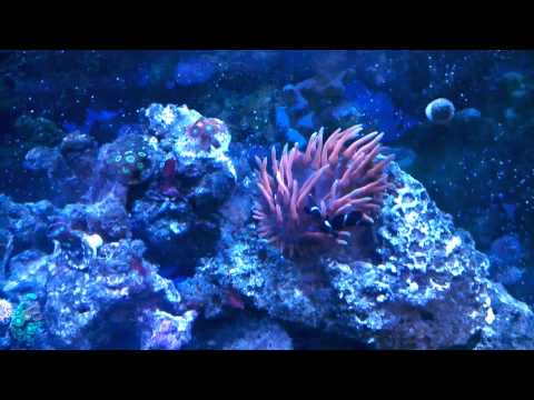 Come curare e ospitare il vostro anemone