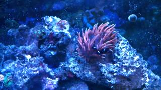 How to care for and host your anemone
