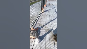 MSS Latchways Roof Horizontal Lifeline Installation info@mssinc.ca