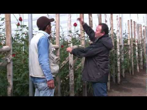 Video: Den langstilkede rosenbusk: Hvad er langstilkede roser?