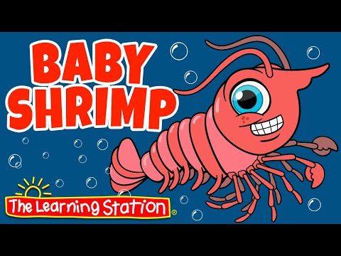 Baby Shrimp