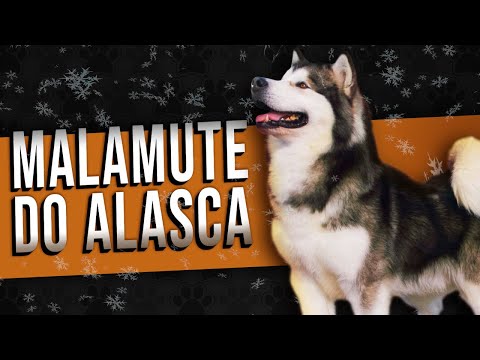 Vídeo: Como Treinar Cães Malamute do Alasca