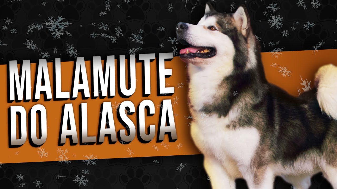 Malamute Do Alasca Tudo Sobre A Raca Youtube Malamute Do Alasca Tudo Sobre A Raca Youtube