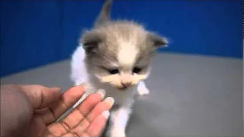 Video 1101191: kitten ragdollkittens, mink kitten, bicolor mink, kitten chocolate, kitten adoption