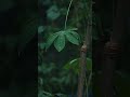 Sleep Music for Insomnia & Rain Sounds