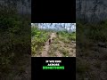 Apollo's Amazing Hunting Dog Training Progress! #shorts
