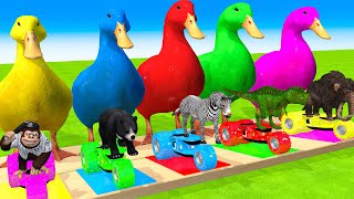5 Giant Duck Cartoon, Paint & Animals Gorilla,Tiger,Lion,Cow,Sheep Wild Animals Crossing Fountain