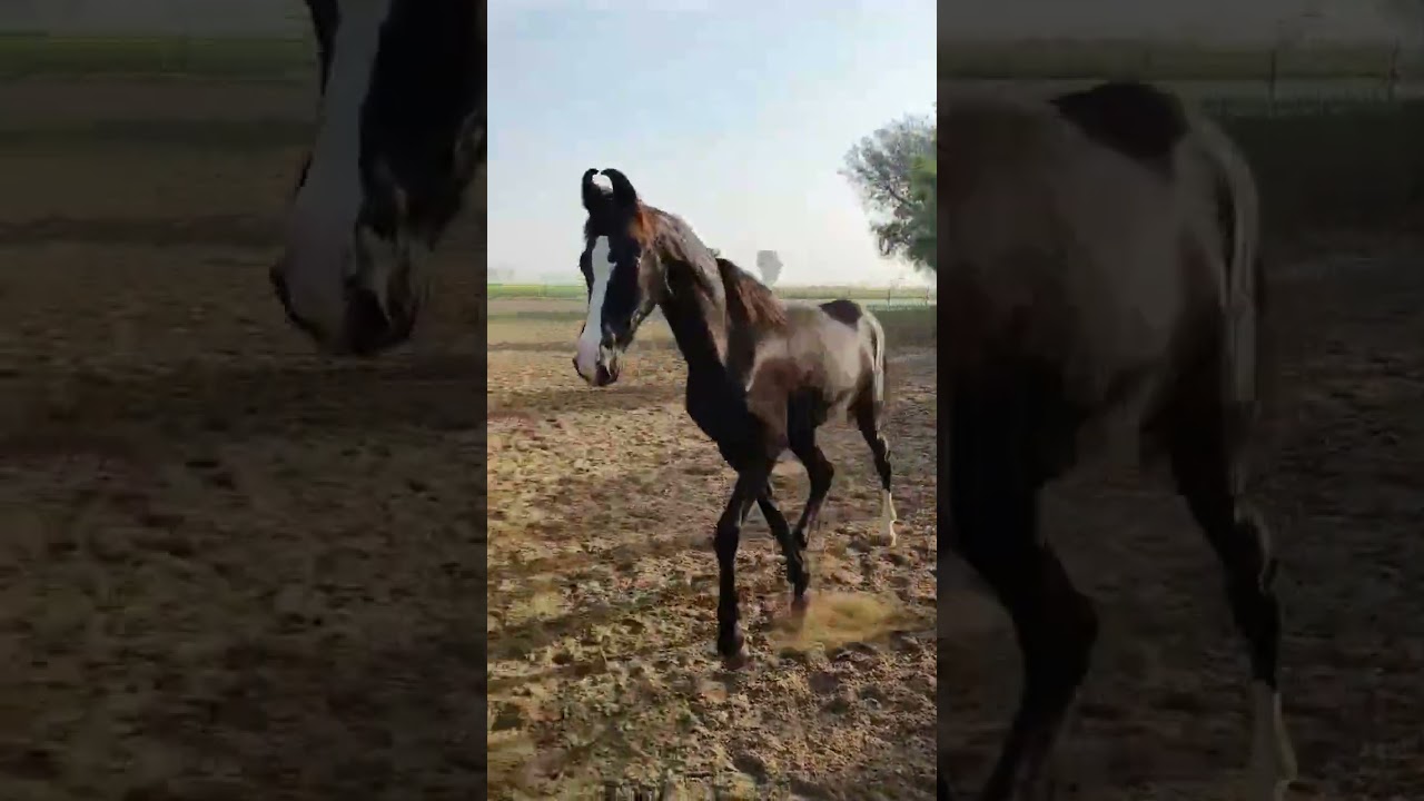 Beautiful Marwari Filly # stallion 