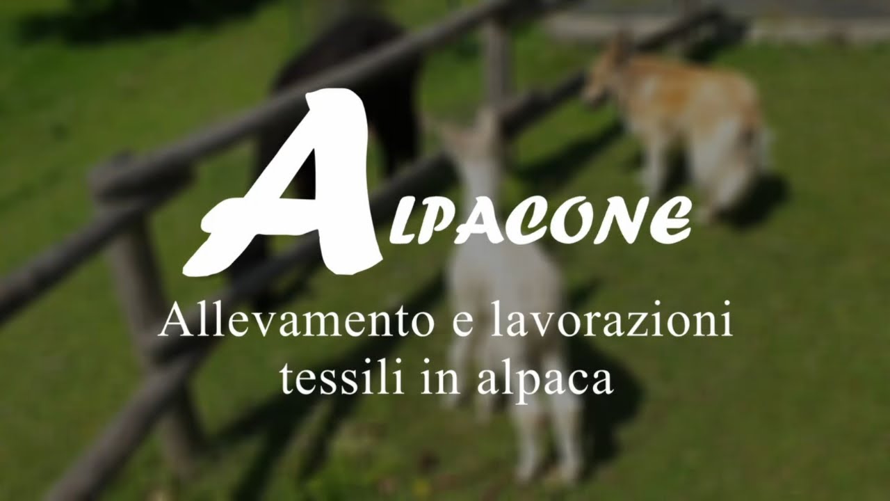 Alpacone: Allevamento e Lavorazioni Tessili in Alpaca