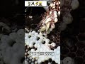 【オオスズメバチ】森の中で過去最大サイズの巣を見つけました　#shorts #ハチ王