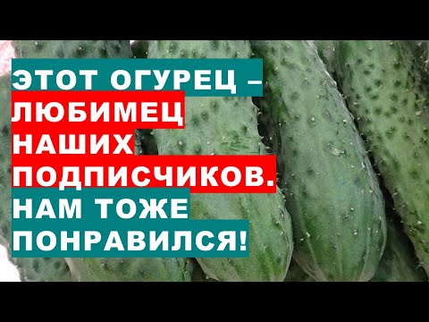 Видео: Всяка година люцерната расте ли отново?