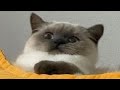 Funny cats and dogs / Funny animals video / Best of february 2022
