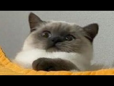 Top 200 Highlights of Animals - VERY FUNNY ANIMALS on Make a GIF