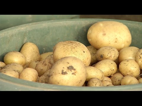 ფერმა - სომხეთიდან შემოტანილი უვარგისი კარტოფილი უკან გააბრუნეს