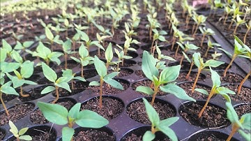 Tưới phân cho cây màu gà, phượng vĩ(8/10al) #hoakiengbentre #mauga #phuongvi #vantho