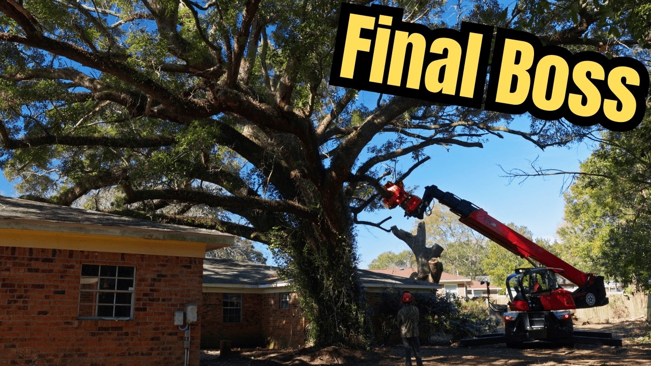 MONSTER Live Oak Manitou Removal