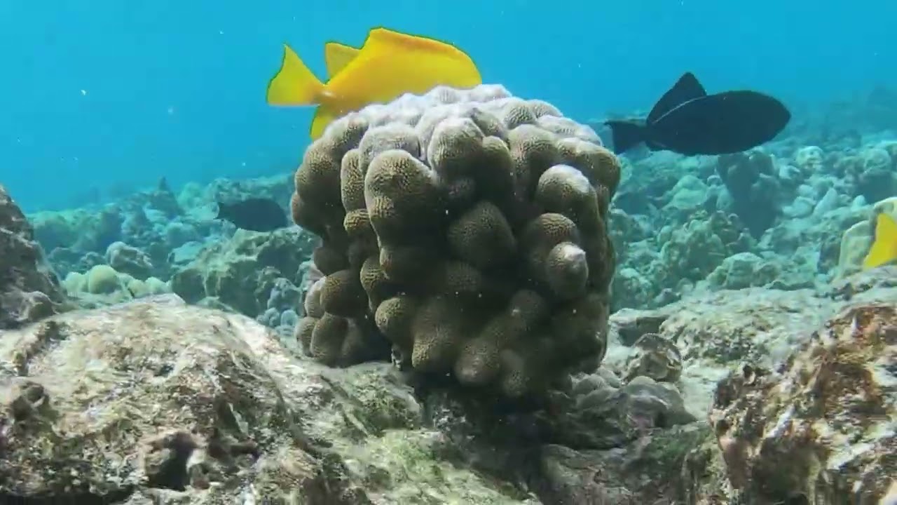 Kahalu’u Beach Snorkel February 17, 2026