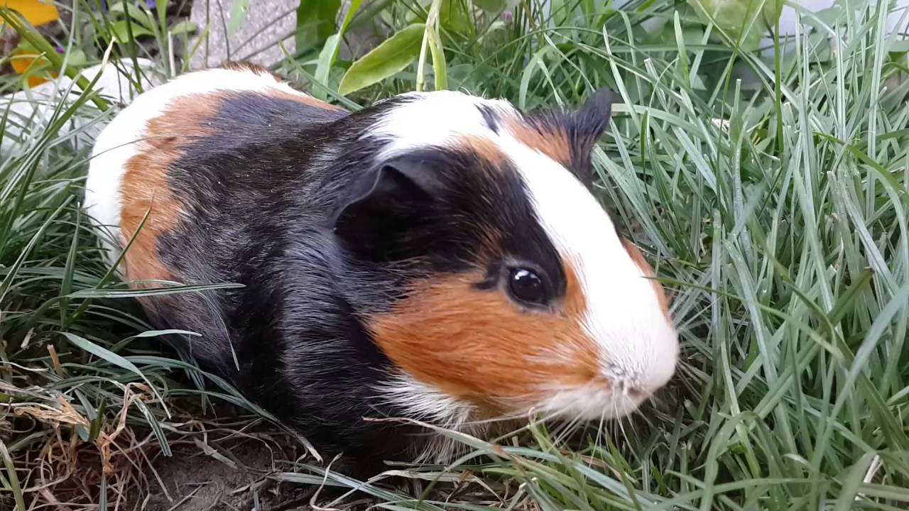 Guinea pig's  picnic🐷