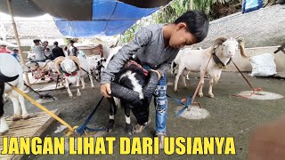 musik pamindangan Domba Garut dua lalaki bersama san-san || Update Harga Domba Garut