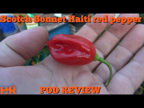 Video: Jak pálivé jsou červené papriky scotch bonnet?