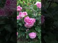 Rose 🌹 #shortvideo #gardening