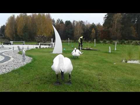 Нападение лебедя на