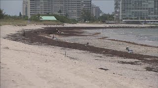 Seaweed bothers South Florida beachgoers