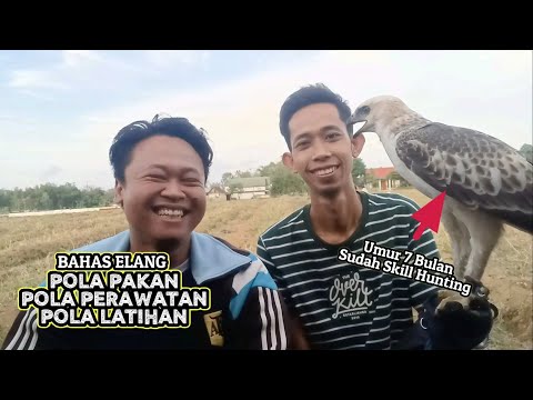 Hindari ayam potong 😱 bahas perawatan elang, agar selalu sehat & skill