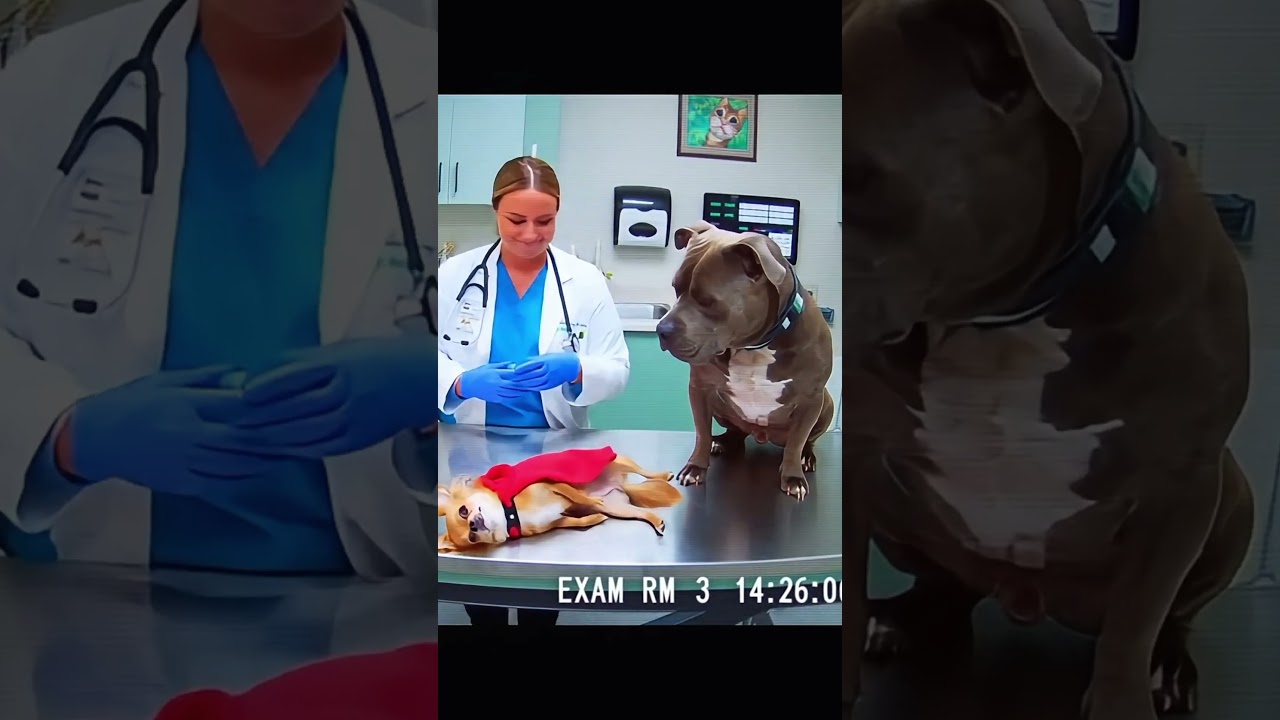 Я заказала капучино, а его приготовила кошка?! 🙀☕