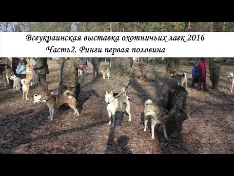 Всеукраинская выставка охотничьих лаек 2016 Часть 2. Ринги, первая половина.