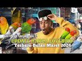 Update Harga Lovebird terbaru 08 Maret 2024‼️Kios Lovebird jakarta Utara