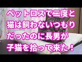♯41【猫のほのぼのする話】ペットロスで二度と猫は飼わないつもりだったのに長男が子猫を拾って来た