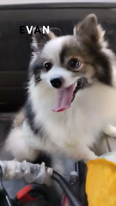 evan