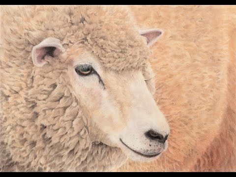 色鉛筆 パステル リアルなヒツジの描き方 How To Draw A Sheep Pastel Drawing Youtube