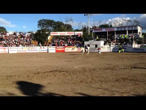 Toros pedregal 31,12,15