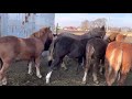 Коні в Україні. Лошата на Продаж. Широкий вибір Коней.Лошата Ваговози🔥🔥🐴🐴🐴