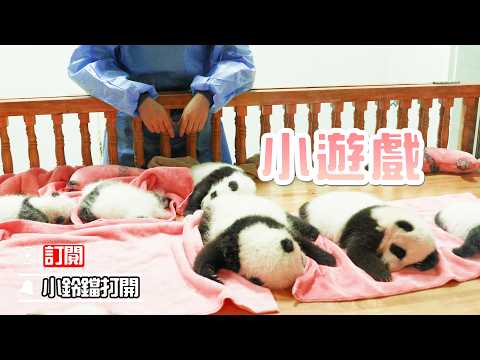 《熊貓早晚安》我能玩一整天擺放熊貓的小遊戲 | iPanda熊貓頻道