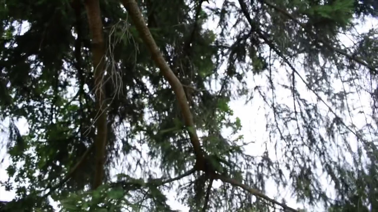 Tree Study Story Short Film Edited version - YouTube