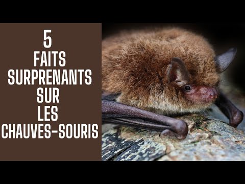 Vidéo: Pourquoi ne pas aimer les chauves-souris?