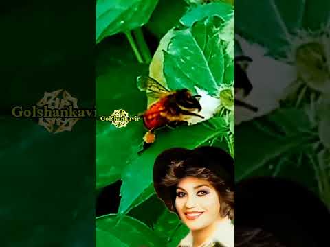 گیتا نیش زنبور 