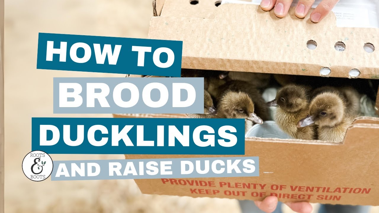 How to Brood Ducklings | Raising Ducks for Eggs - YouTube