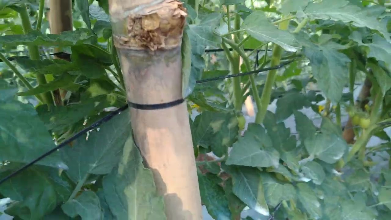 TRỒNG CÀ CHUA _ Tập 48: Cách làm giàn lên dây cho cà chua