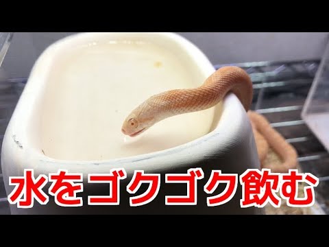 水をゴクゴク飲む蛇が可愛すぎる