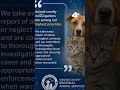 Reno cat rescue seeks answers after one kitten abandoned, another missing