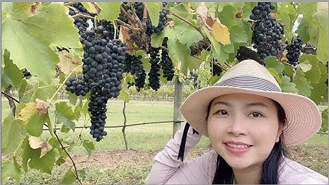 NGHỀ HÁI NHO Ở ÚC | TIỀN LƯƠNG LÀM FARM | CHUẨN BỊ GÌ TRƯỚC KHI ĐẾN ÚC LÀM FARM | Chau Riches 🇦🇺