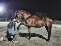 Лошадь нарушает личное пространство. Что делать?The horse violates personal space. What to do?