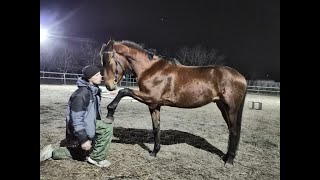 видео: Лошадь нарушает личное пространство. Что делать?The horse violates personal space. What to do? картинка: Лошадь нарушает личное пространство. Что делать?The horse violates personal space. What to do?
